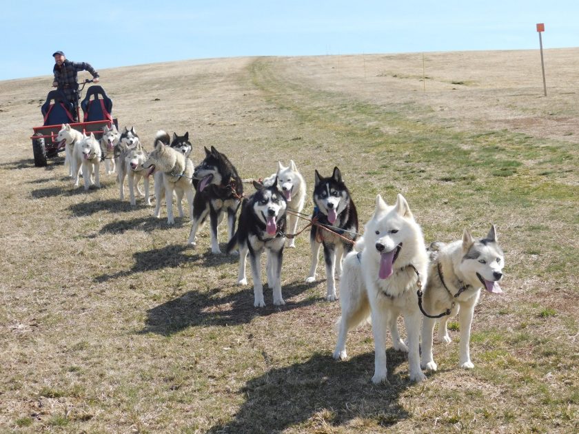 © Schlittenhunde Spaziergang und Entdeckung - Taïga Aventure - Avice