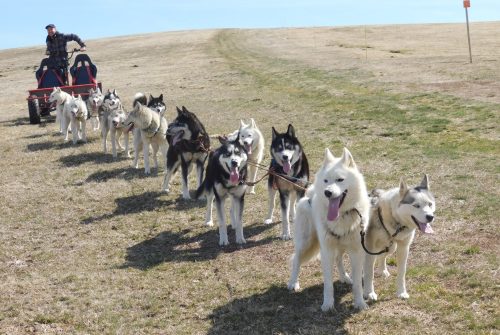 Schlittenhunde Spaziergang und Entdeckung - Taïga Aventure