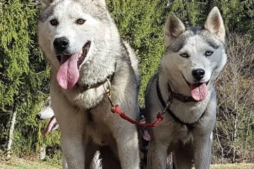 © Schlittenhunde Spaziergang und Entdeckung - Taïga Aventure - Avice