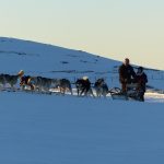 © Schlittenhunde Spaziergang und Entdeckung - Taïga Aventure - Avice