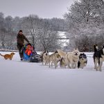 © Schlittenhunde Spaziergang und Entdeckung - Taïga Aventure - Avice