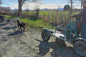 © Spaziergang mit Schlittenhunden - Enola Sled Dogs - JF