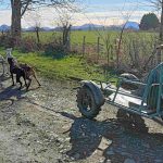 © Spaziergang mit Schlittenhunden - Enola Sled Dogs - JF