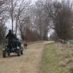 © Spaziergang mit Schlittenhunden - Enola Sled Dogs - JF