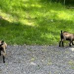 © Domaine Juchlo - Collange Caroline