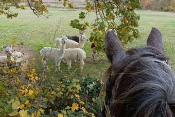 © Reittourismus - Ranch'O'Palles - GROSLIER Alain