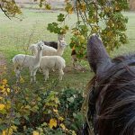 © Reittourismus - Ranch'O'Palles - GROSLIER Alain