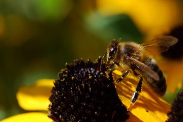 © Der Bienenstock der Vulkane - Broek