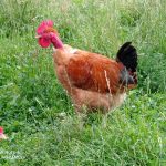 © Bauernhof Fournier Labonne - FERME FOURNIER LABONNE