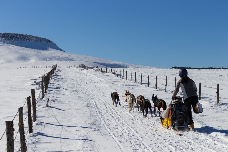 © Spaziergang mit Schlittenhunden - Enola Sled Dogs - ESD