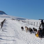 © Spaziergang mit Schlittenhunden - Enola Sled Dogs - ESD