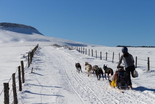 Spaziergang mit Schlittenhunden - Enola Sled Dogs