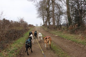 © Spaziergang mit Schlittenhunden - Enola Sled Dogs - Mélanie Mista/OTC