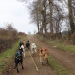 © Spaziergang mit Schlittenhunden - Enola Sled Dogs - Mélanie Mista/OTC