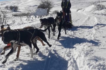 © Spaziergang mit Schlittenhunden - Enola Sled Dogs - Faucher Juliette