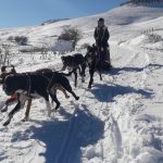 © Spaziergang mit Schlittenhunden - Enola Sled Dogs - Faucher Juliette