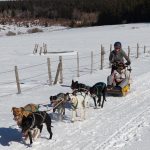 © Spaziergang mit Schlittenhunden - Enola Sled Dogs - ESD