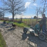 © Spaziergang mit Schlittenhunden - Enola Sled Dogs - JF