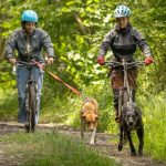 © Spaziergang mit Schlittenhunden - Enola Sled Dogs - JF