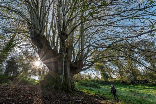 Die ehrwürdige Linde des rechten Combe und die kleine Welt der Hecken