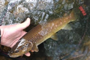No-kill-Strecke - Sioule Gourdonne in St-Gal-sur-Sioule