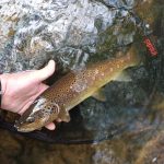 No-kill-Strecke - Sioule Gourdonne in St-Gal-sur-Sioule