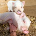 © Der kleine Bauer - Züchterlehrling - Ferme équestre Jolinka