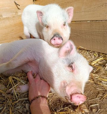 © Der kleine Bauer - Züchterlehrling - Ferme équestre Jolinka