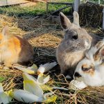 © Der kleine Bauer - Züchterlehrling - Ferme équestre Jolinka