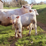 © Hellü Cottage - hellu_cottage