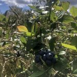 © Die Beeren der Vulkane - Le Provost