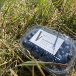 © Die Beeren der Vulkane - Le Provost