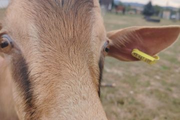 © Miniferme L'Arverne - léa ertel