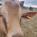 © Miniferme L'Arverne - léa ertel