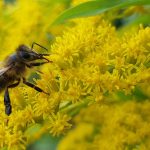 © Abeilha - Abeilha