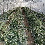 © Gärten von Saint Maigner - Blanchard