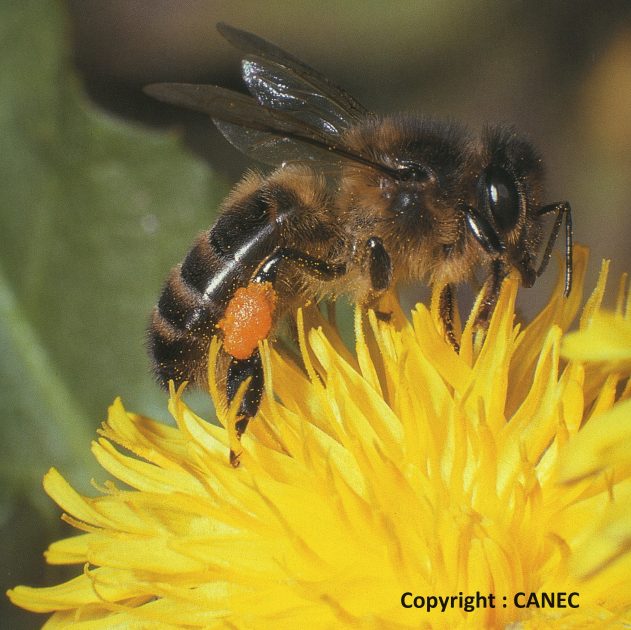 © Haus des Honigs - CANEC