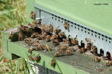 © Haus des Honigs - CANEC