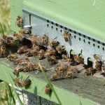 © Haus des Honigs - CANEC