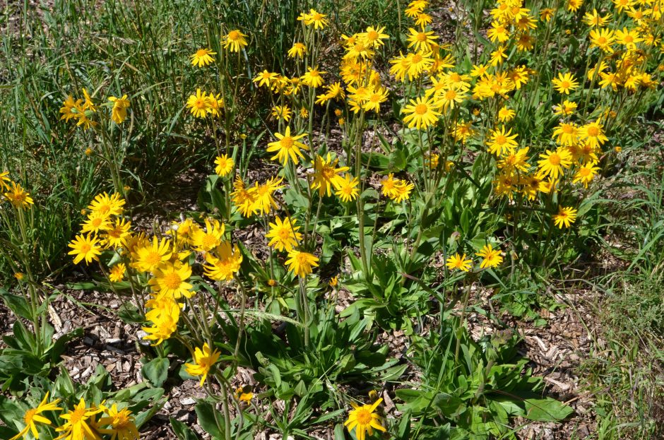 © Farm Die Sonne der blauen Kinder - Ferme Le soleil des P'tits bleus