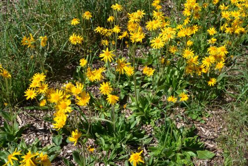Farm Die Sonne der blauen Kinder