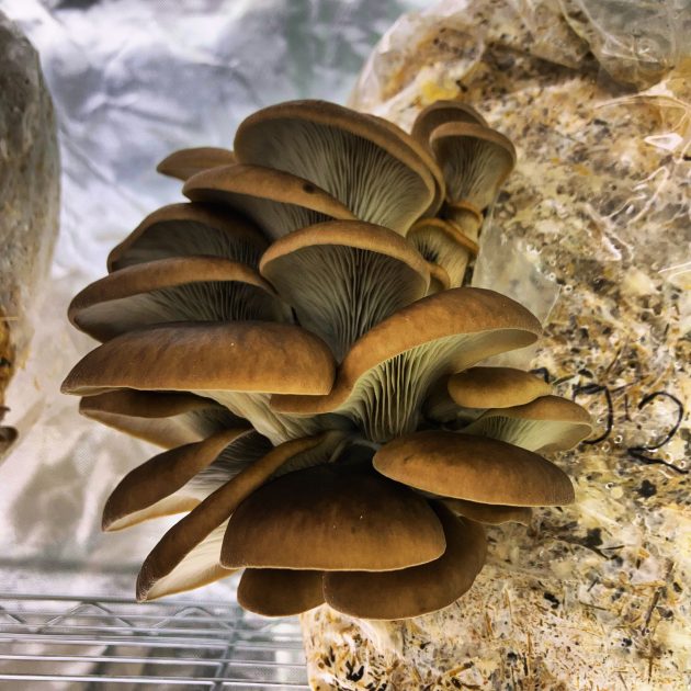 © Die Gourmet-Scheune - La grange gourmande