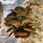 © Die Gourmet-Scheune - La grange gourmande