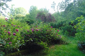 © Kräutertees - Berger-Michel