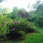 © Kräutertees - Berger-Michel