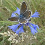 © Kräutertees - Berger-Michel